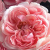 Rosiers