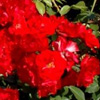 Rosiers
