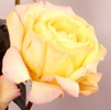 Rosiers