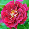 Rosiers