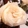 Rosiers