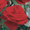 Rosiers