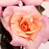 Rosiers