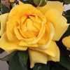 Rosiers