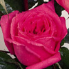 Rosiers
