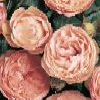 Rosiers