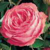 Rosiers