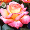 Rosiers