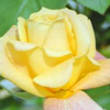 Rosiers