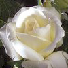 Rosiers