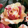 Rosiers