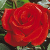 Rosiers