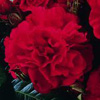 Rosiers