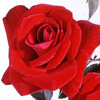 Rosiers