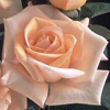 Rosiers