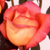 Rosiers