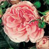 Rosiers
