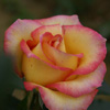 Rosiers