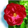 Rosiers
