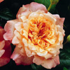 Rosiers