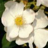 Rosiers