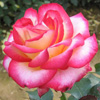 Rosiers
