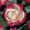 Rosiers