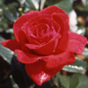 Rosiers