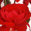 Rosiers