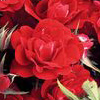 Rosiers