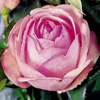 Rosiers