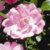 Rosiers