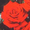 Rosiers