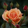 Rosiers