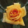 Rosiers