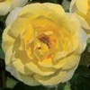 Rosiers
