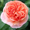 Rosiers