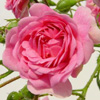Rosiers