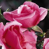 Rosiers