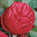 Rosiers