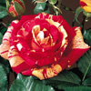 Rosiers
