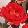 Rosiers