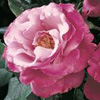 Rosiers
