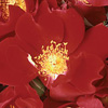 Rosiers