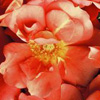 Rosiers