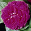 Rosiers