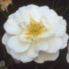 Rosiers