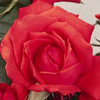 Rosiers
