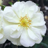 Rosiers