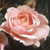 Rosiers